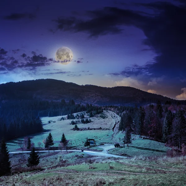 Foresta di conifere su un ripido pendio di montagna di notte — Foto Stock