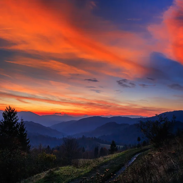 Coniferous forest on a steep mountain slope in evening — Stock Photo, Image