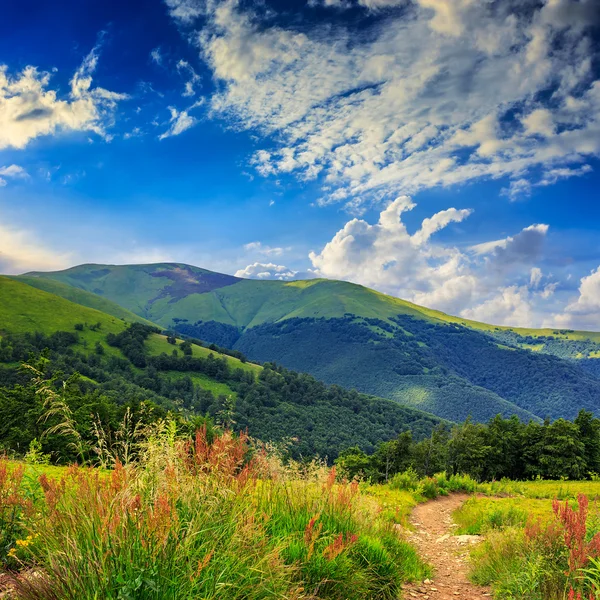 Сосны возле долины в горах на склоне холма под небом с — стоковое фото