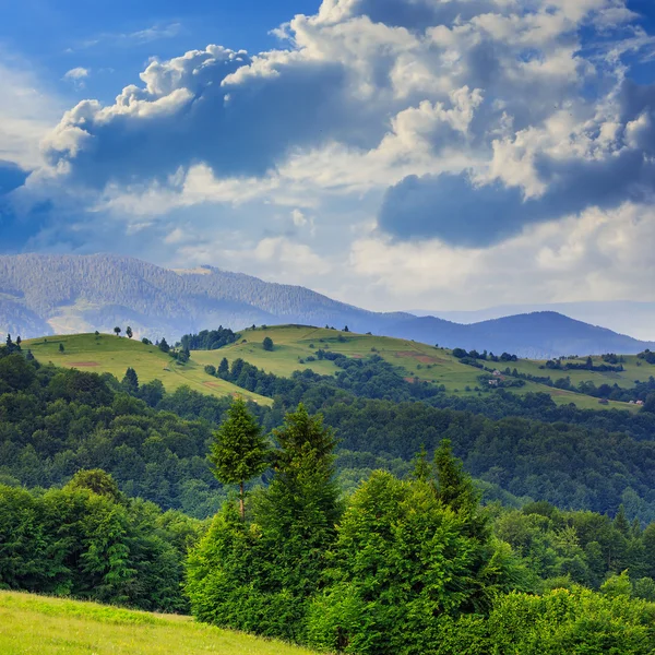 Nadelwald an einem steilen Berghang — Stockfoto