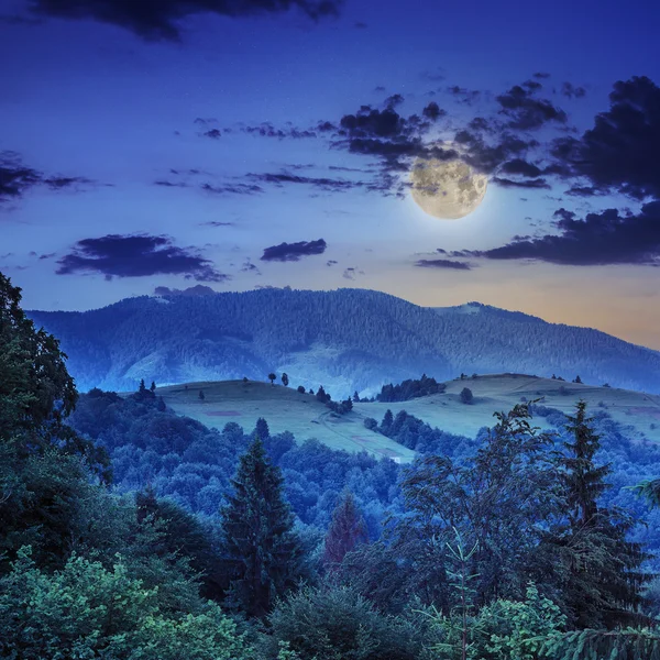 Las iglasty na stromym zboczu góry w nocy — Zdjęcie stockowe