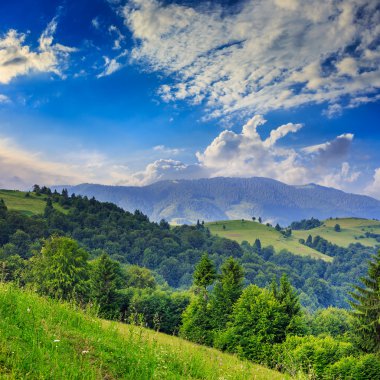 çam ağaçları ile gökyüzü altında yamaca dağlarda valley yakınındaki