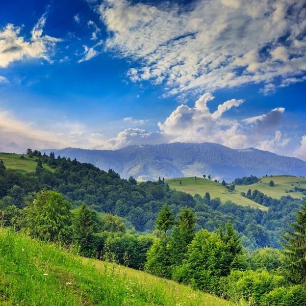 Pine trees near valley in mountains on hillside under sky with — Stock Photo, Image