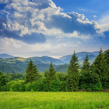 çam ağaçları ile gökyüzü altında yamaca dağlarda valley yakınındaki