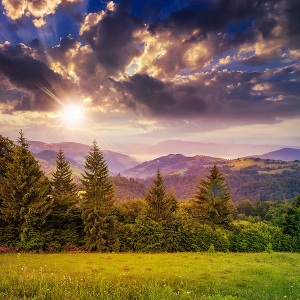 Pine trees near valley in mountains on hillside under sky with — Stock Photo, Image