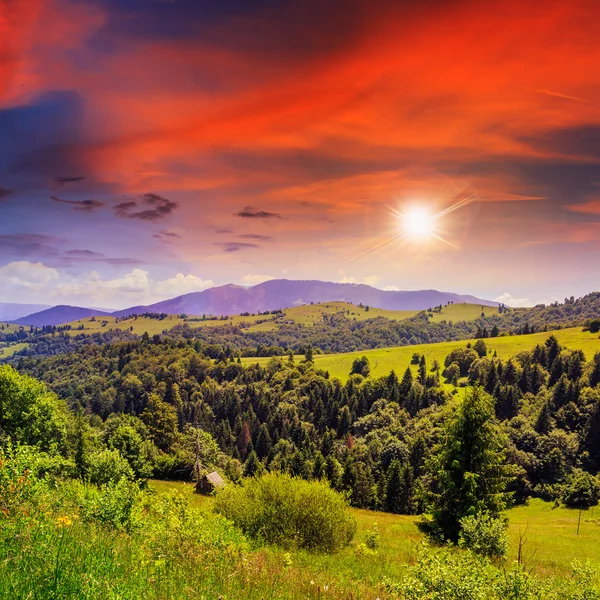 日没の丘の上の山の谷の近くの松の木 — ストック写真