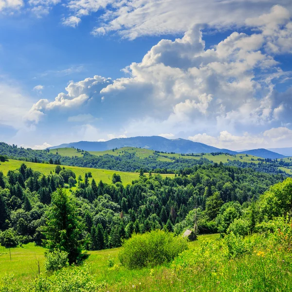 Pine trees near valley in mountains on hillside under sky with — Stock Photo, Image