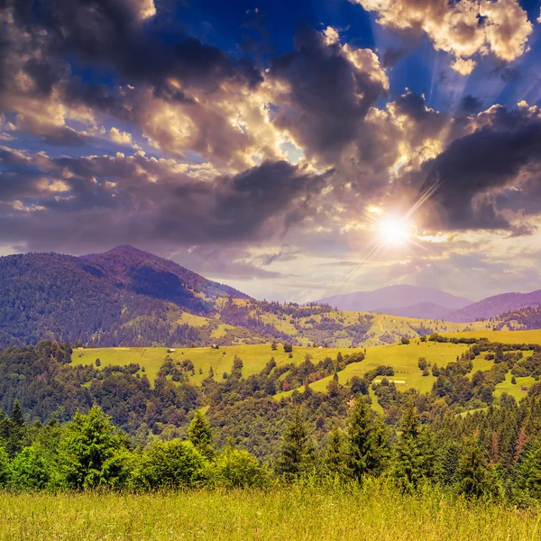 Pine trees near valley in mountains on hillside at sunset — Stock Photo, Image