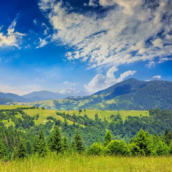 Tallar nära valley i bergen på sluttning sommardag — Stockfoto