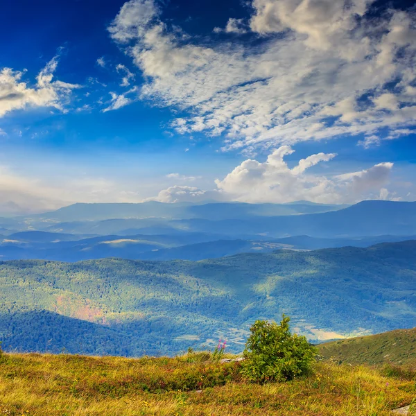 Pine trees near valley in mountains on hillside summer day — Stock Photo, Image