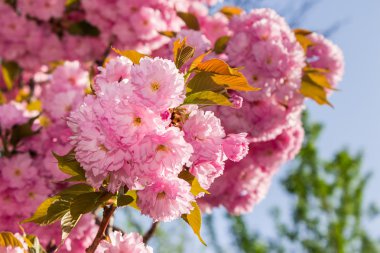 Pembe çiçek sakura çiçekler