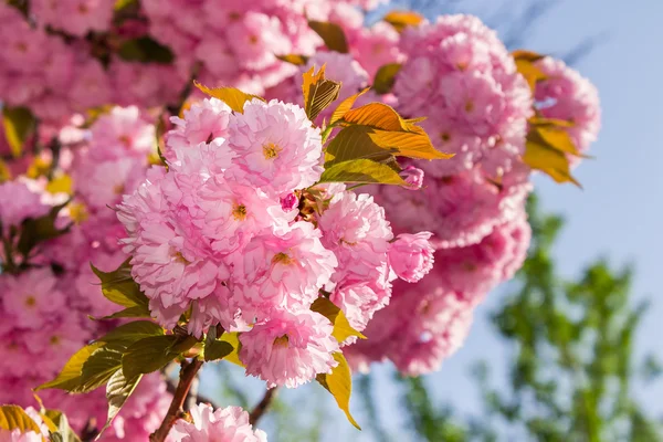 Pink blossomed sakura flowers — Stock Photo, Image