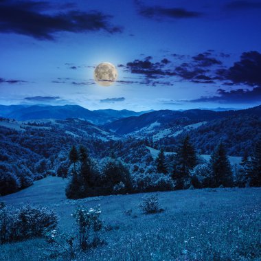 çam ağaçlarının yamaca geceleri dağlarda valley yakınındaki