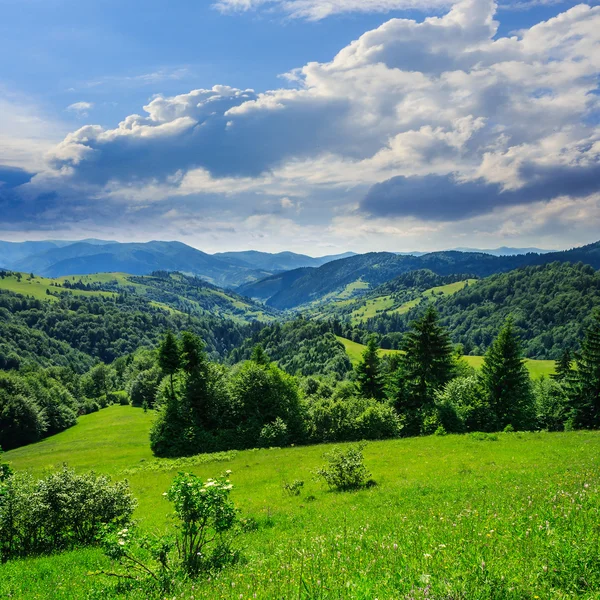 Pins près de la vallée dans les montagnes sur la colline sous le ciel avec — Photo