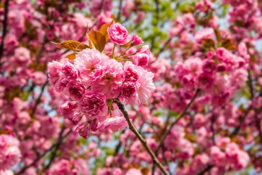 Mevsimlik arka plan üzerinde pembe çiçek sakura çiçekler