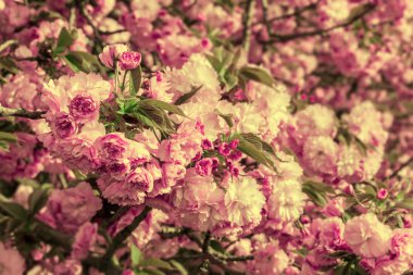 Mevsimlik arka plan üzerinde pembe çiçek sakura çiçekler