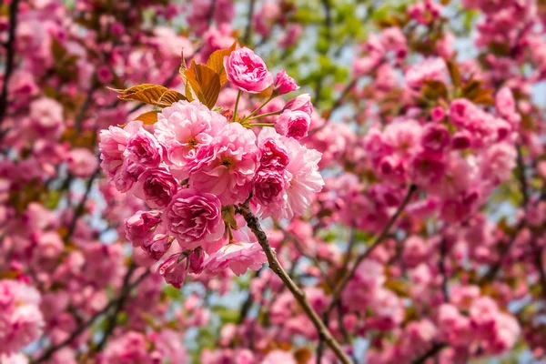 핑크 꽃 사쿠라 꽃 blured 배경 — 스톡 사진