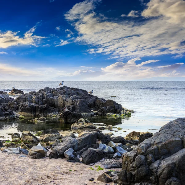 Gaviotas se sientan en grandes rocas cerca del mar observando las olas —  Fotos de Stock