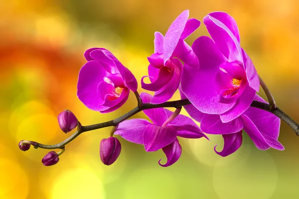 Flor de orquídea roxa no fundo borrão — Fotografia de Stock