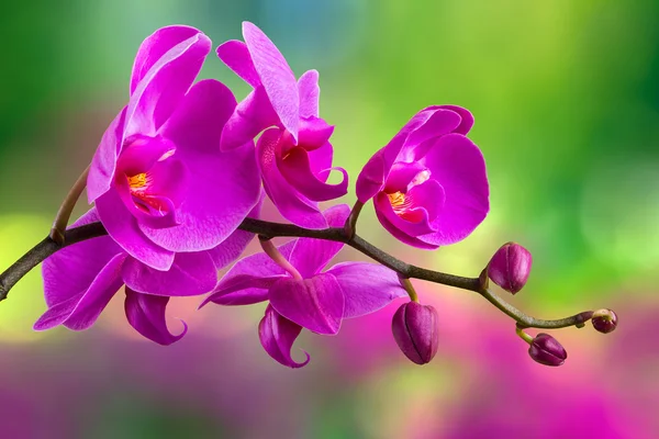 Flor de orquídea roxa no fundo borrão — Fotografia de Stock