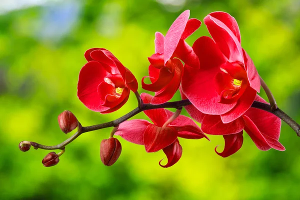 에 빨간 난초 꽃 배경 흐림 — 스톡 사진