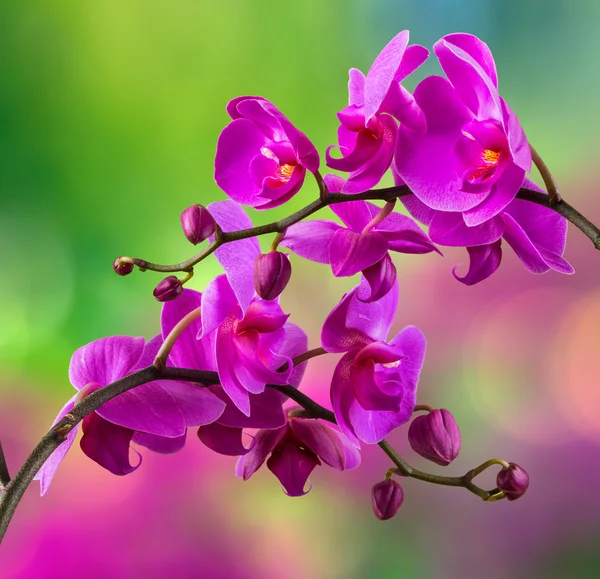 Flor de orquídea roxa no fundo borrão — Fotografia de Stock