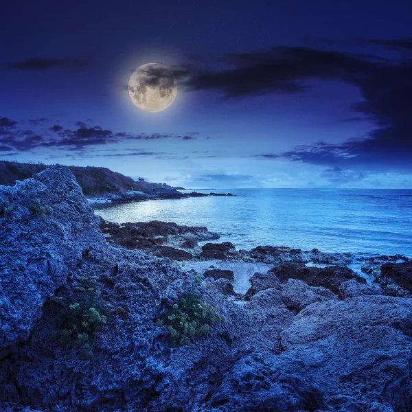 Yellow flowers on boulsers by the sea at night — Stock Photo, Image