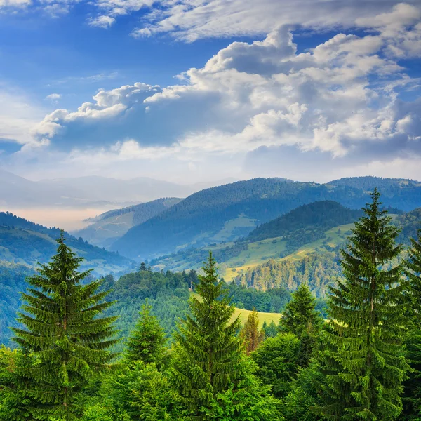 Pine trees near valley in mountains and autumn forest on hillsid — Stock Photo, Image