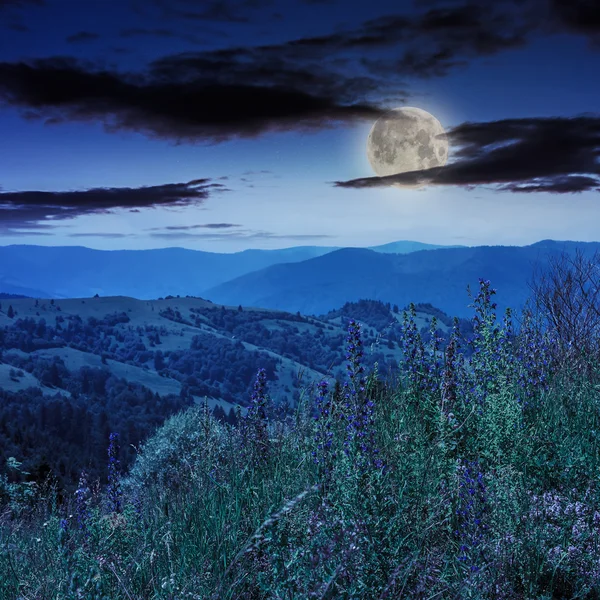 Hautes plantes sauvages au sommet de la montagne la nuit — Photo