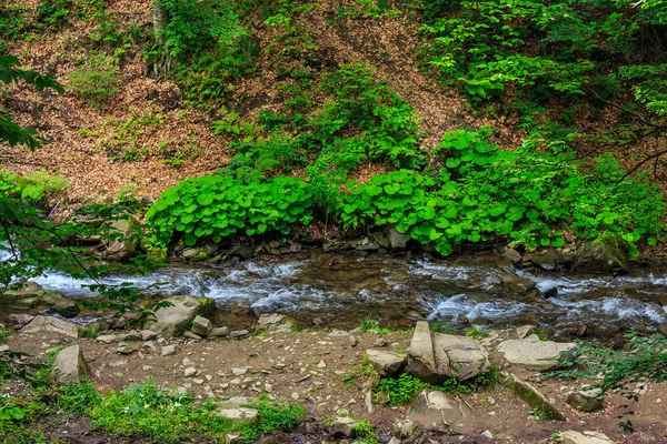 森林河与石头和苔藓 — 图库照片