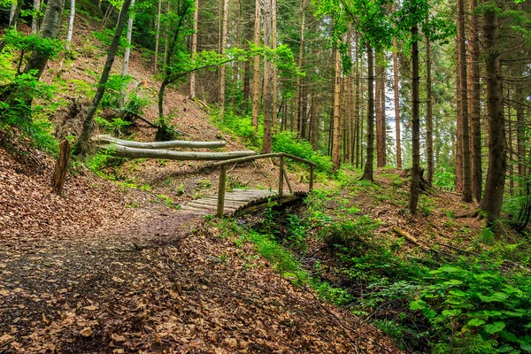 Holzbrücke verschwindet im Wald — Stockfoto