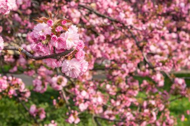 bulanıklık Pembe çiçek sakura çiçeklenir