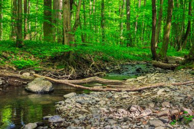Orman nehir taşları ve moss ile