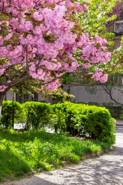 Flores rosadas de ramas de sakura sobre hierba — Foto de Stock