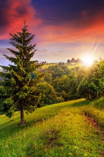 Clairière forestière à l'ombre des arbres au coucher du soleil — Photo