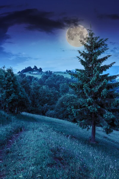 Лесная поляна в тени деревьев ночью — стоковое фото