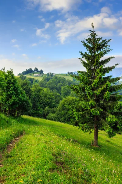 Waldlichtung im Schatten der Bäume — Stockfoto