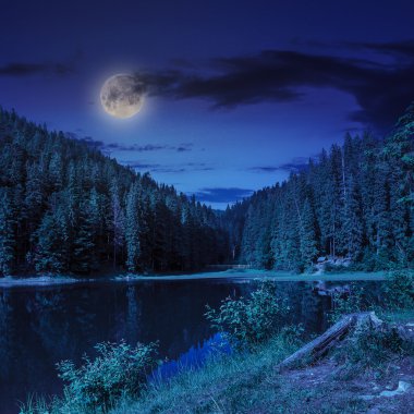 çam ormanı ve göl kenarında gece dağ