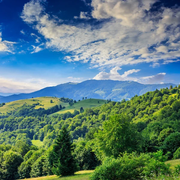 Pino vicino a valle in montagna sul fianco della collina sotto il cielo con c — Foto Stock