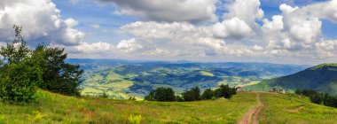 dağ üstünde yüksek vahşi bitkiler