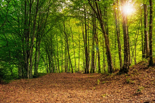 Claro del bosque a la sombra de los árboles con haz de sol — Foto de Stock