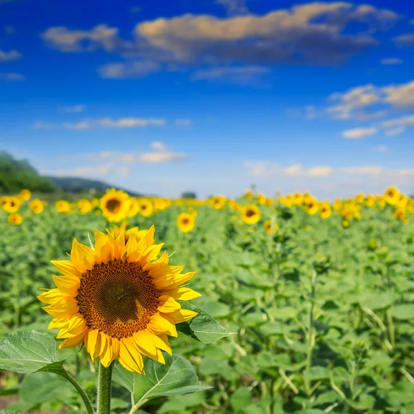 Girasol cabeza amarilla sobre un fondo de cielo borroso — Foto de Stock