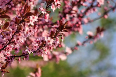görüntü arka plan üzerinde elma ağacının çiçekleri