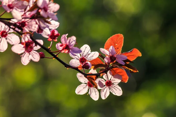 Květy jabloní na rozostření pozadí — Stock fotografie