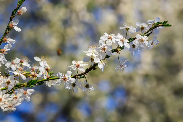 White flowers of apple tree on blur background — Stock Photo, Image