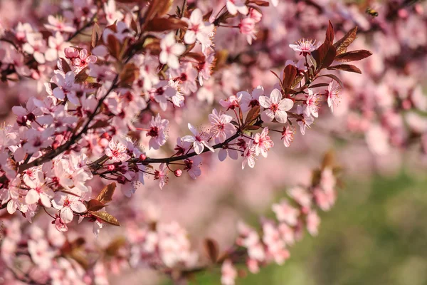 Pink flowers of apple tree on blur background — Stock Photo, Image