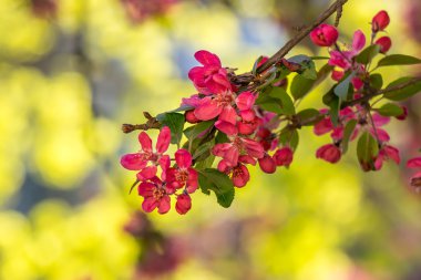 elma ağacının bir çim üzerinde kırmızı çiçekler