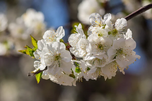 Flowers of apple tree on a self blur — Stock Photo, Image