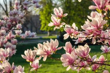 Manolya çiçek blury arka plan üzerinde