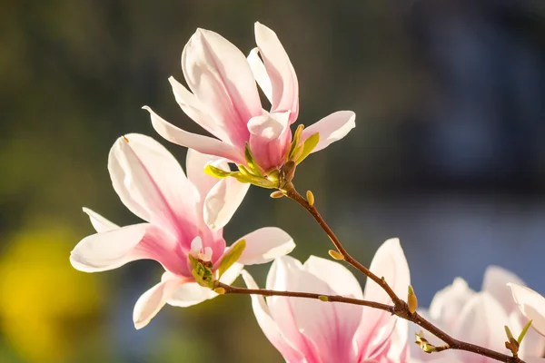 Magnólia virág blury háttér — Stock Fotó